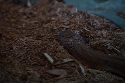 High angle view of lizard on field