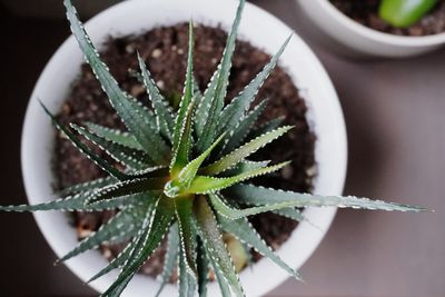 Close-up of succulent plant