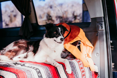 Dog sleeping in car