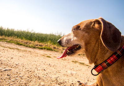 Close-up of a dog looking away