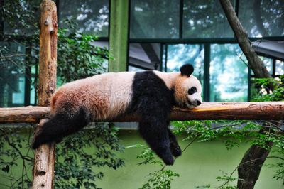 View of a panda in zoo