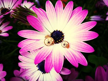 Close-up of pink flower blooming outdoors