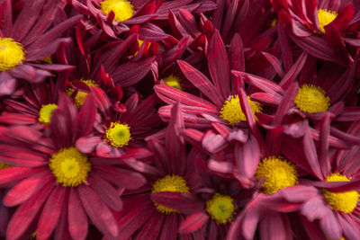 Full frame shot of yellow flowers