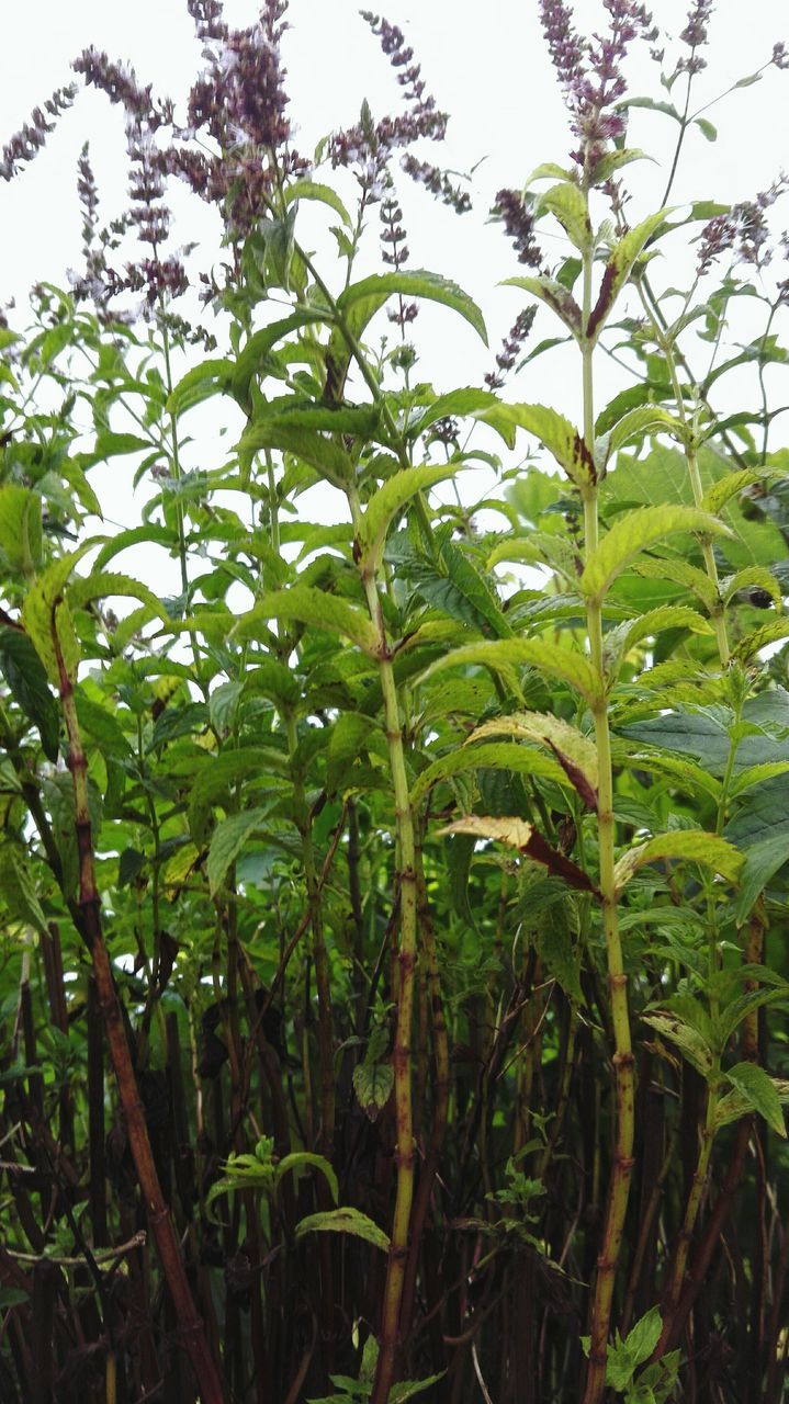 growth, plant, green color, low angle view, nature, tranquility, tree trunk, beauty in nature, tranquil scene, close-up, sky, scenics, field, green, lush foliage, non-urban scene, outdoors, crop, day, solitude, farm, tall - high, freshness, tall, remote, rural scene, growing, agriculture, woods