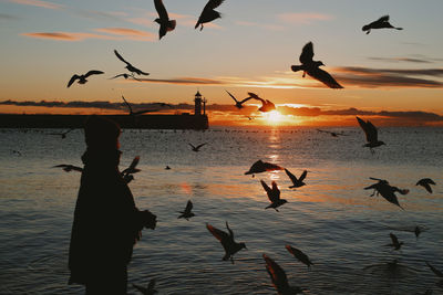 Silhouette birds flying against sky during sunset