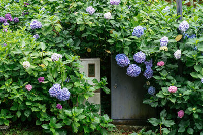 Purple flowering plants in house