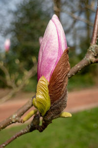 Close-up of pink flower bud