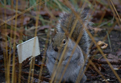 Close-up of squirrel