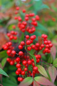 Close-up of red berries growing on plant