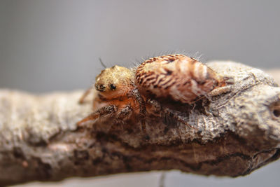 Close-up of spider