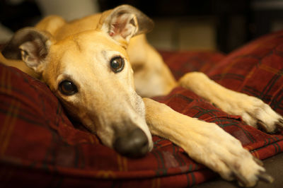 Close-up portrait of dog relaxing on bed at home