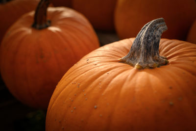 Close-up of pumpkin for sale