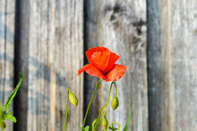Close-up of red poppy flower against fence