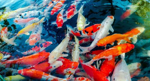 View of koi fish in sea