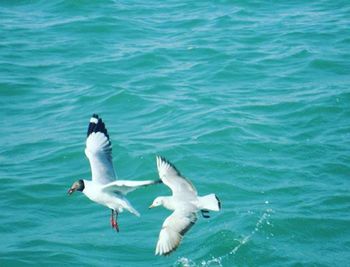 Seagull flying over water