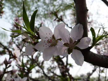 Close-up of white flowers on branch