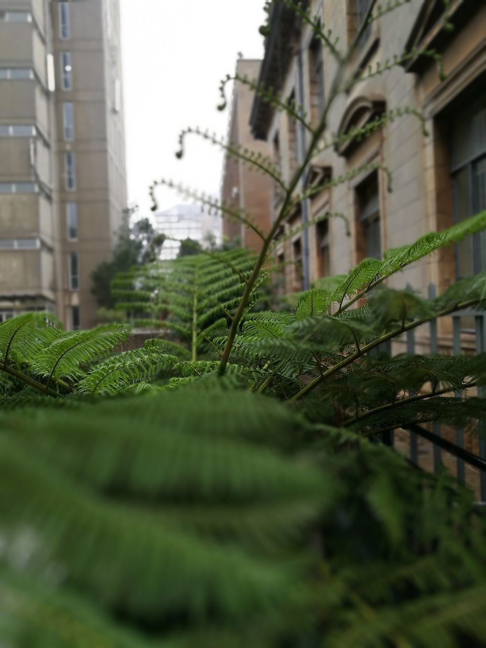 PLANTS GROWING IN CITY