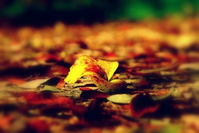 Close-up of leaves in autumn