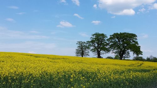 Scenic view of oilseed rape field against sky