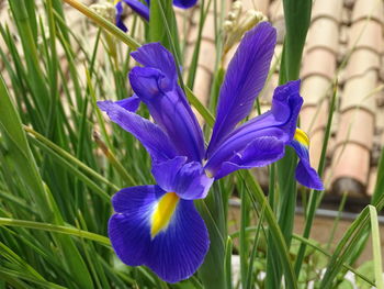 Close-up of blue crocus flowers