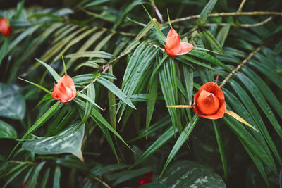 Close-up of red flower