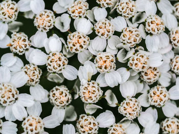 Full frame shot of white flowers