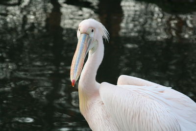 Close-up of pelican on lake