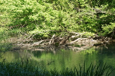 Scenic view of lake in forest