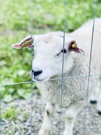 Close-up of an animal on field