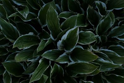 Full frame shot of green leaves