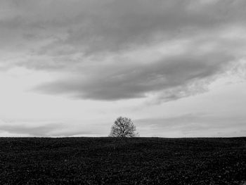 Trees on field against cloudy sky