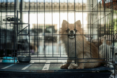 Portrait of cat sitting in cage