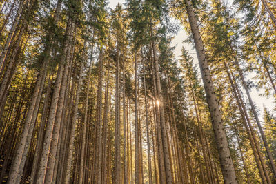 Low angle view of pine trees in forest