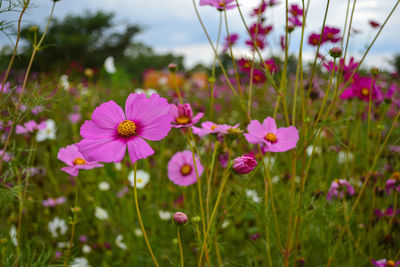 Close-up of pink cosmos flowers on field