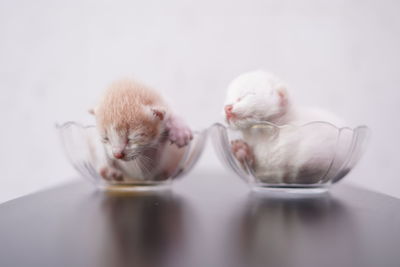 Close-up of a kitten over white background