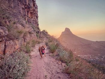 Dog on mountain path against sky during sunset