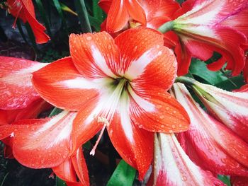 Close-up of pink flowers