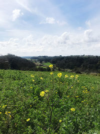 Scenic view of yellow flower field against sky