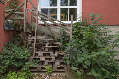 Ivy growing on house