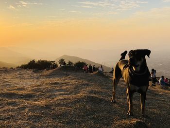 View of dog on field during sunset