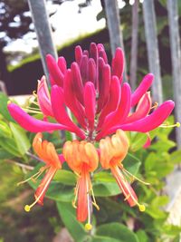 Close-up of pink flower