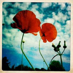 Close-up of red flowers