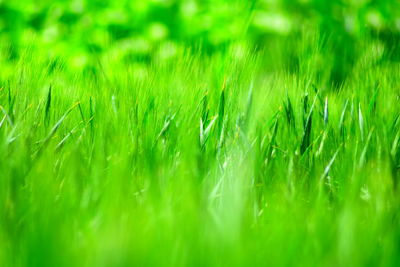 Full frame shot of fresh green field