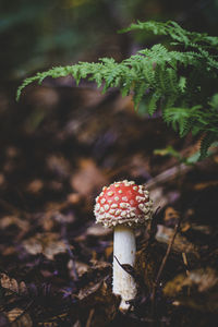 Close-up of fly agaric mushroom