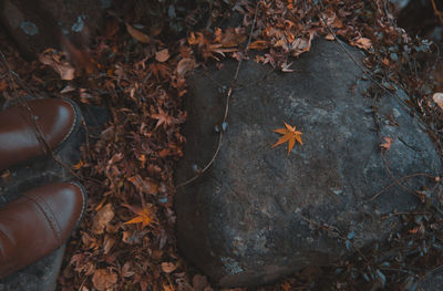 Close-up of dry maple leaf