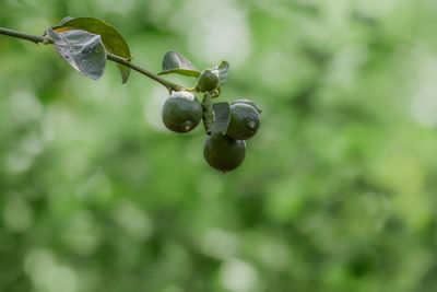 green