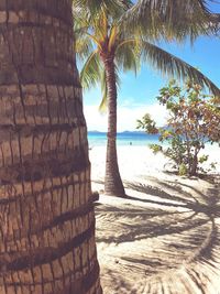 Palm tree on beach against sky