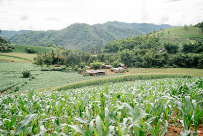 Scenic view of agricultural field against sky