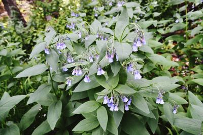 Close-up of purple flowering plants