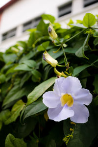 Close-up of white flowering plant